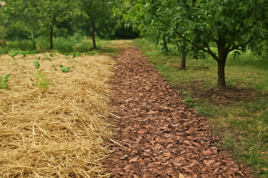 Straw mulch on a garden bed beside a path of wood chips under fruit trees